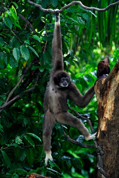 Biała Ręka Gibbon Hylobates Lar Dorosły Drzewie Wiszące White Handed — Zdjęcie stockowe