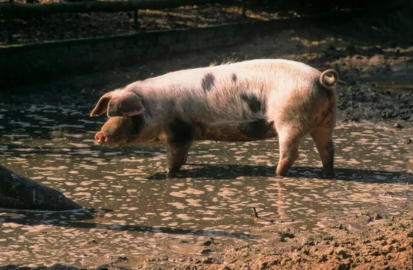 Bunte Bentheimer Pig Bentheimer Landschwein — Stockfoto