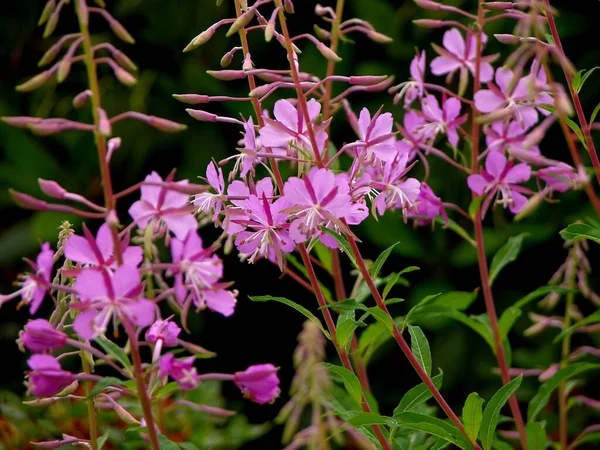 Blooming Sally Epilobium Angustifolium — Stock Photo, Image