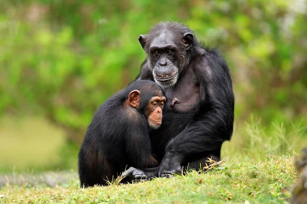 Szympans Szympans Pan Troglodyty Dorosła Kobieta Młodym Wystąpieniem Afryka — Zdjęcie stockowe