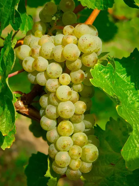 Стиглий Білий Виноград Лозі — стокове фото