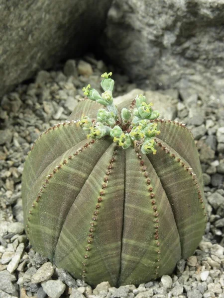 Euphorbia Obesa Female Plant Sea Urchin Spurge Native Eastern Cape — Stock Photo, Image
