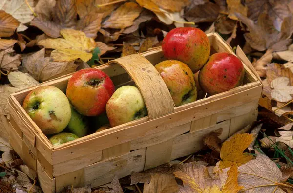 Apples in a chip basket, fruit with autumn leaves
