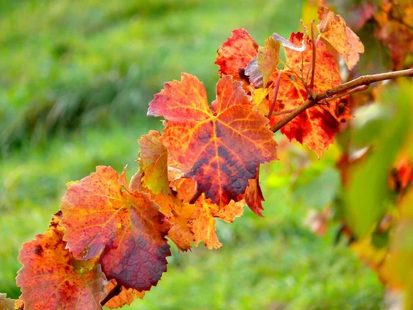 Fargerike Drueblader Høsten Golden October Druevin Vitis – stockfoto