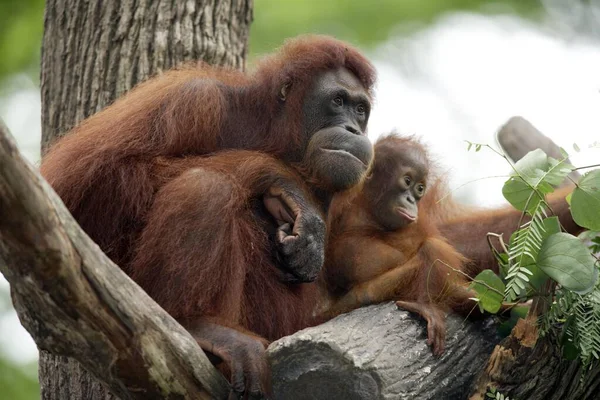 Orang Utan Dorosły Dorosły Młodym Matka Dzieckiem Drzewie Orang Utan — Zdjęcie stockowe