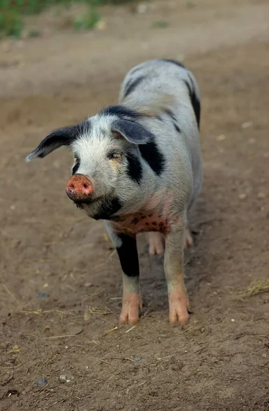 Bunte Bentheimer Pig Bentheimer Landschwein — Stock fotografie