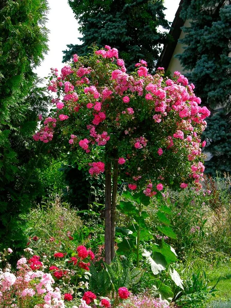 Roca Madre Rosal Jardín Rosas Jardín Ornamental Rosa Familia Pequeño — Foto de Stock