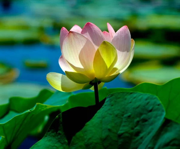 Lotus Fleur Lotus Indien Nelumbo Nucifera Lotus Indien Lotus Lotus — Photo