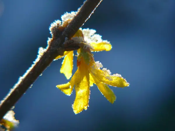 Forsithia Kwiat Śniegiem — Zdjęcie stockowe
