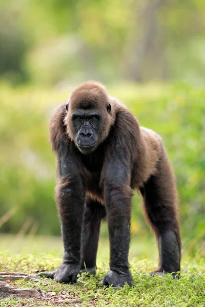 Δυτική Πεδινή Δυτική Γορίλλα Gorilla Gorilla Lowland Γορίλλα Ενηλίκων Θηλυκό — Φωτογραφία Αρχείου