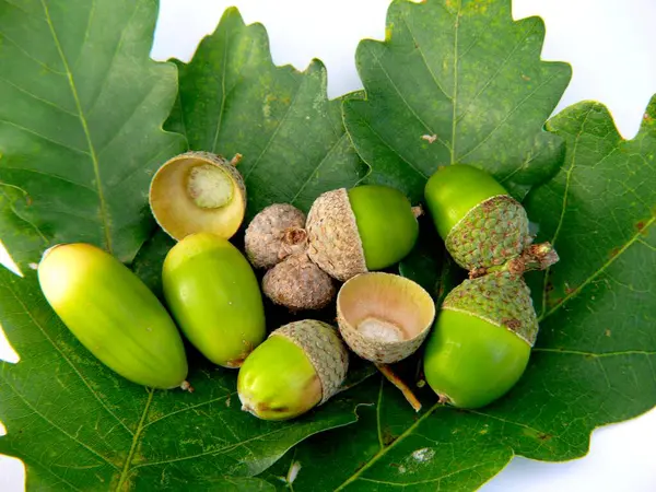 Semilla Roble Quercus Acorn — Foto de Stock