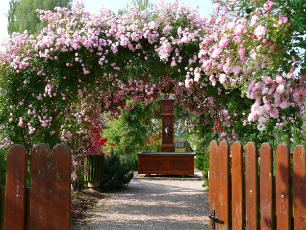 Розовый Сад Федермесе — стоковое фото