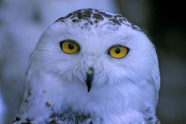Snowy Owl Bubo Scandiacus — Stock Photo, Image