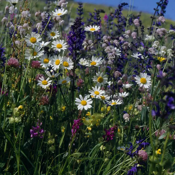 Fleurs Des Prairies Fleurs Sauvages Herbes Sauvages Prairie Été Montagnes — Photo