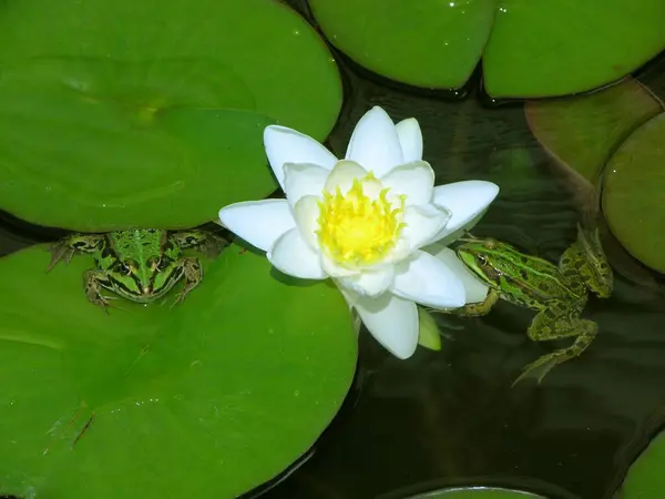 青蛙和鱼的池塘 — 图库照片