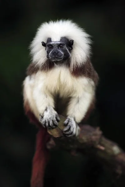 Lizt的猴子 Oedipomidas Oedipus Adult Tree Cotton Head Tamarin South America — 图库照片