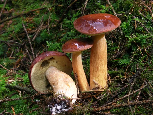 Bay Bolete Xerocomus Badius — стоковое фото