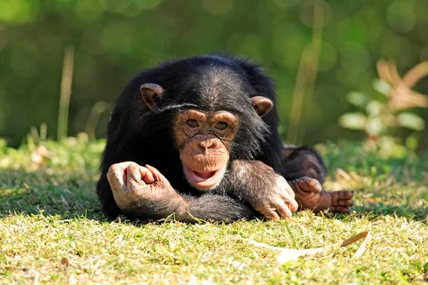 Chimpanzé Pan Troglodytes Juvenis Jovens Ocorrência África — Fotografia de Stock