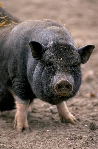 猪排便猪 越南猪排便猪与幼猪 — 图库照片