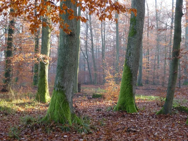 Maulbronn Kolorowy Las Liściasty Jesienią Las Bukowy — Zdjęcie stockowe