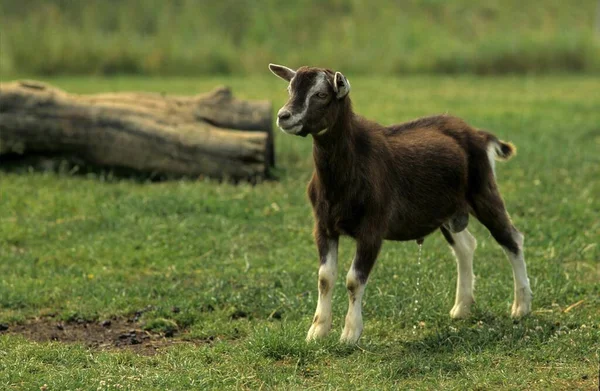 绿地上的图林根森林山羊 — 图库照片