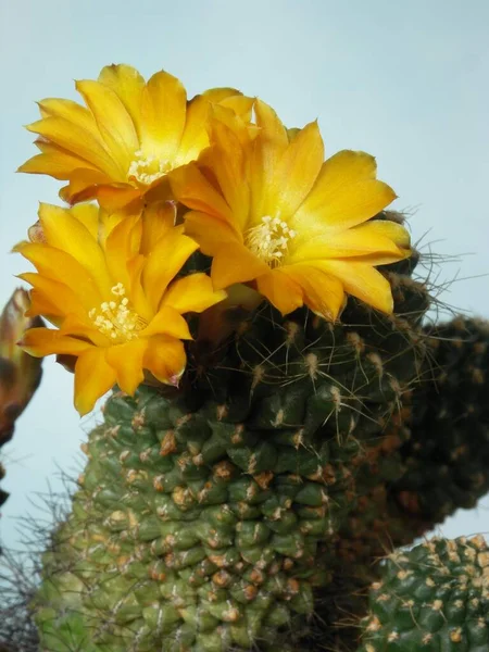 Sulcorebutia Muschii Planta Cactus — Foto de Stock