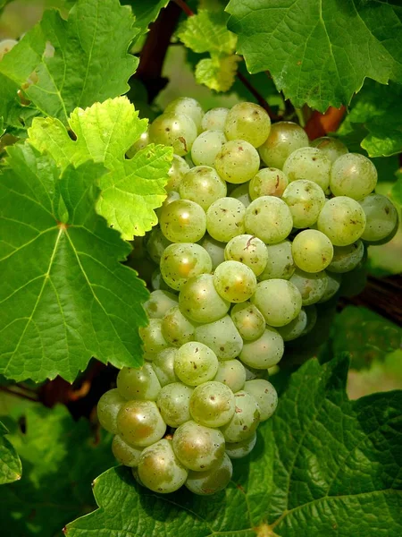 Σταφύλια Αμπέλου Λευκό Κρασί — Φωτογραφία Αρχείου