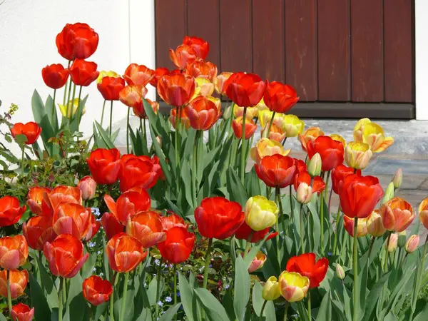 Tulip Garden Colourful Tulip Bed Tulip — Stock Photo, Image