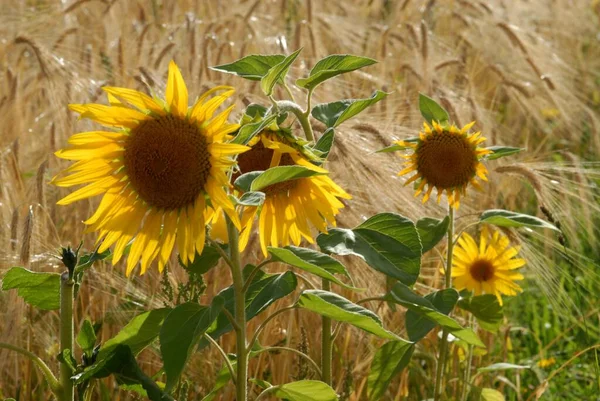 Sunflowers Cornfield — Stock Photo, Image