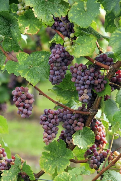 Vinná Réva Vitis Vinifera Ovoce Ovoce Hrozny Krátce Před Sklizní — Stock fotografie