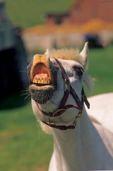 Funny animal photo, white horse neighs