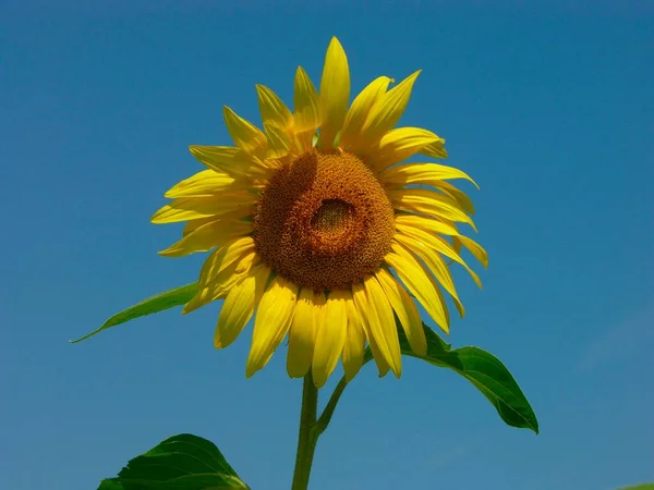 Sonnenblume Helianthus Annuus Einzeln — Stockfoto