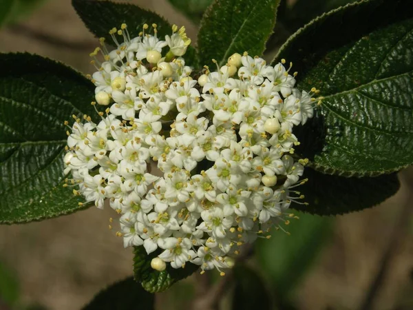 Whitebeam Sorbus Aria Powderberry — Stock fotografie