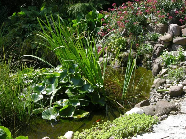 带有金鱼和河岸种植的花园池塘 夏季花园 — 图库照片
