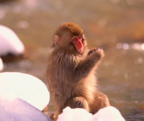 Μαϊμού Ιαπωνίας Μαϊμού Χιονιού Μαϊμού Κόκκινα Πρόσωπα Ανήλικος Μακάκος Ιαπωνίας — Φωτογραφία Αρχείου