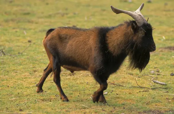 Juan Fernndez Goat Nature — Stock Photo, Image