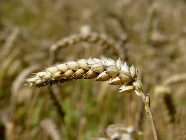 Хлопья Пшеница Triticum Уши Спелые Пшеница — стоковое фото