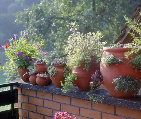 Potplanten Kruidentuin Het Balkon Huisdier — Stockfoto
