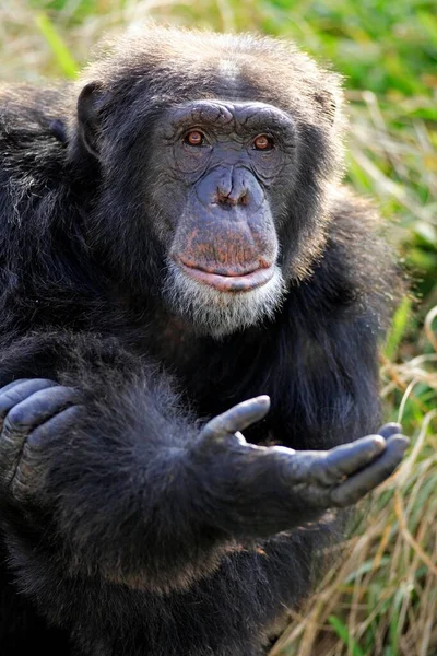 Chimpanzee Chimpanzee Pan Troglodytes Ενηλίκων Επαιτεία Χειρονομία Επαιτεία Πορτρέτο Παρουσία — Φωτογραφία Αρχείου