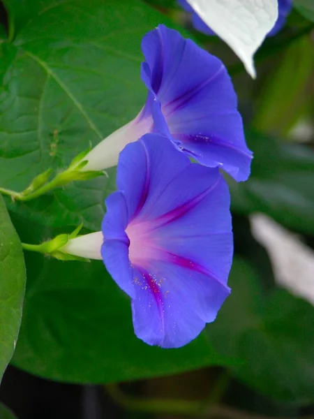 Квітка Пов Язана Роздвоєнням Розкішна Язана Ipomoea Purpurea — стокове фото