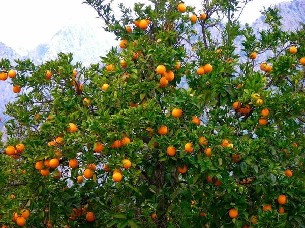 Naranjas Árbol Naranjas — Foto de Stock