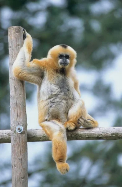 Sárgaarcú Gibbon Nomascus Gabriellae Sárgaarcú Gibbon — Stock Fotó