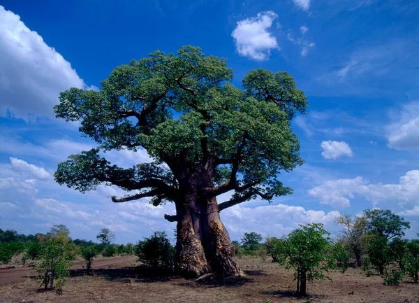 Afrikanischer Affenbrotbaum Nischer Baobab Adansonia Digitata — Foto Stock