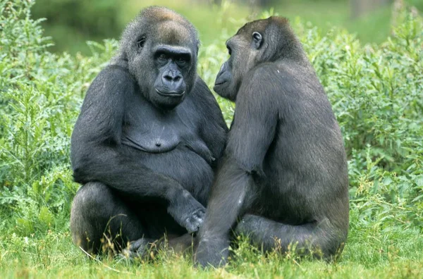 Gorille Des Basses Terres Corilla Gorilla — Photo