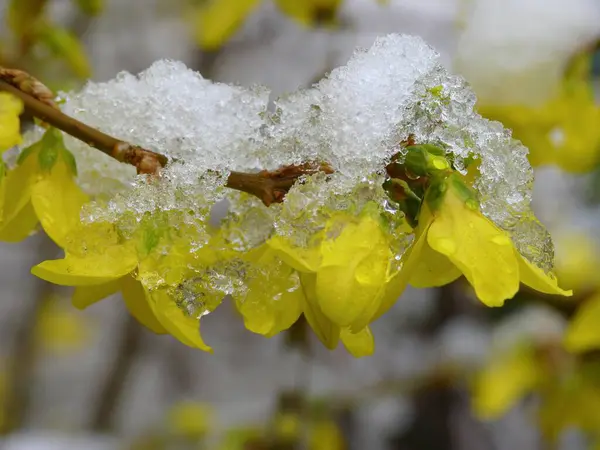 Forsythia Floração Com Neve — Fotografia de Stock