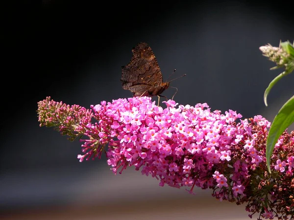 Sommerflieder Mit Schmetterling Pfauenauge — Stockfoto