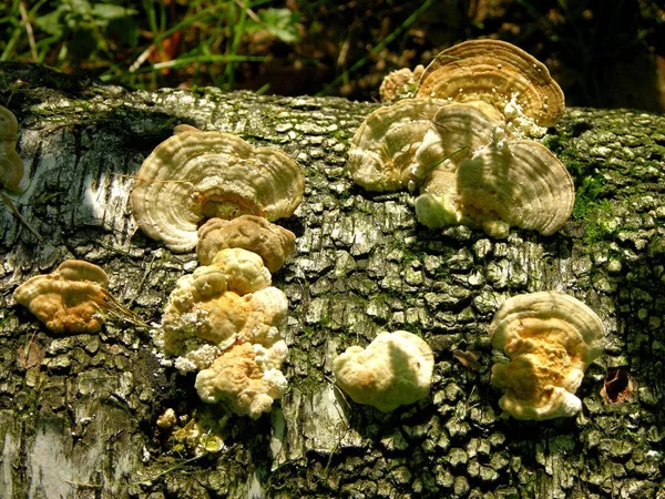 桦树树干上的树真菌 — 图库照片