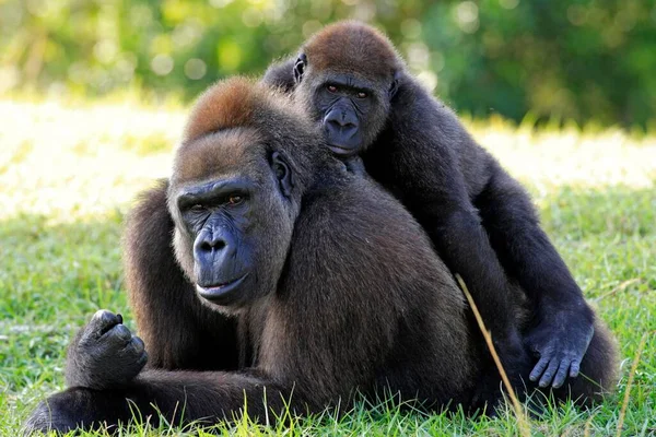 Gorille Occidental Des Basses Terres Gorille Occidental Gorilla Gorilla Gorille — Photo