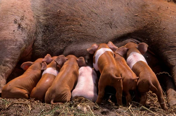 Red Breasted Husum Protesto Porco Dinamarquês Protesto Porco Alemão Saddleback — Fotografia de Stock