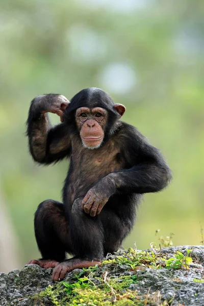 Chimpansee Pan Troglodytes Juvenile Young Occurrence Afrika — Stockfoto